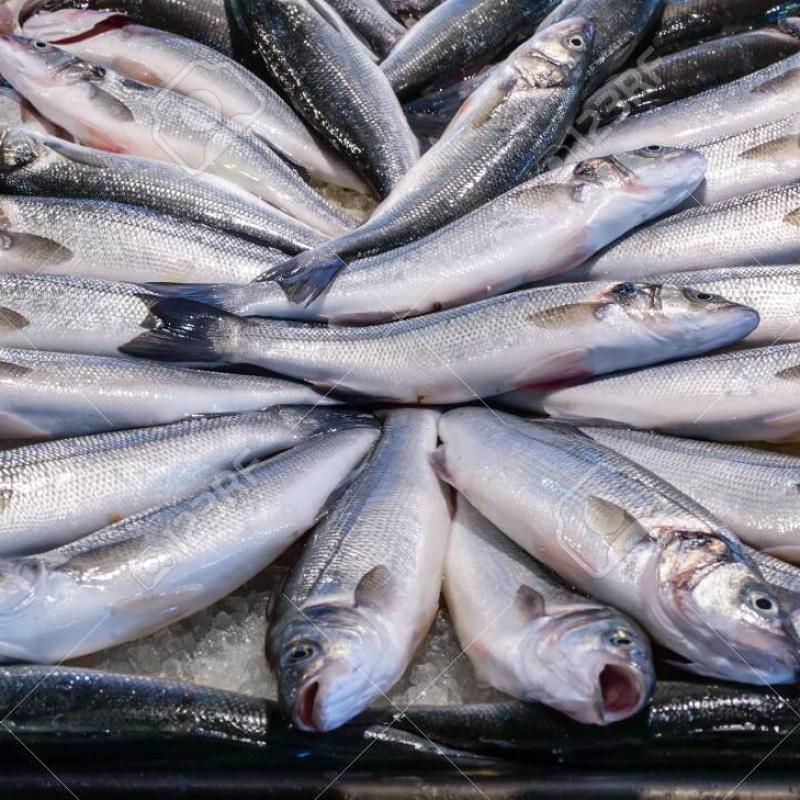 Fresh fish from the sea and fresh fish from freshwater rivers