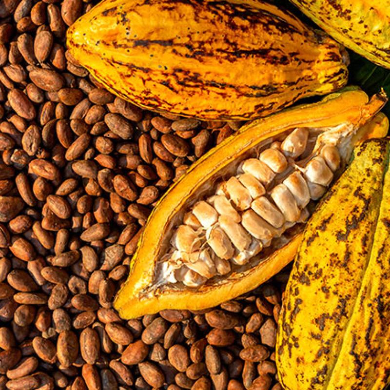 Cacao Beans