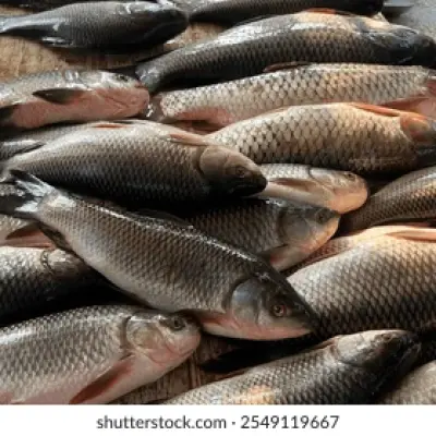 Fresh fish from the sea and fresh fish from freshwater rivers