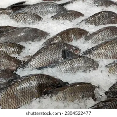 Fresh fish from the sea and fresh fish from freshwater rivers