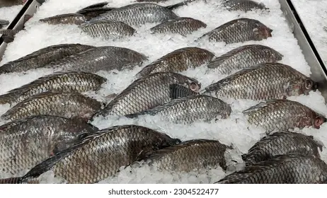 Fresh fish from the sea and fresh fish from freshwater rivers