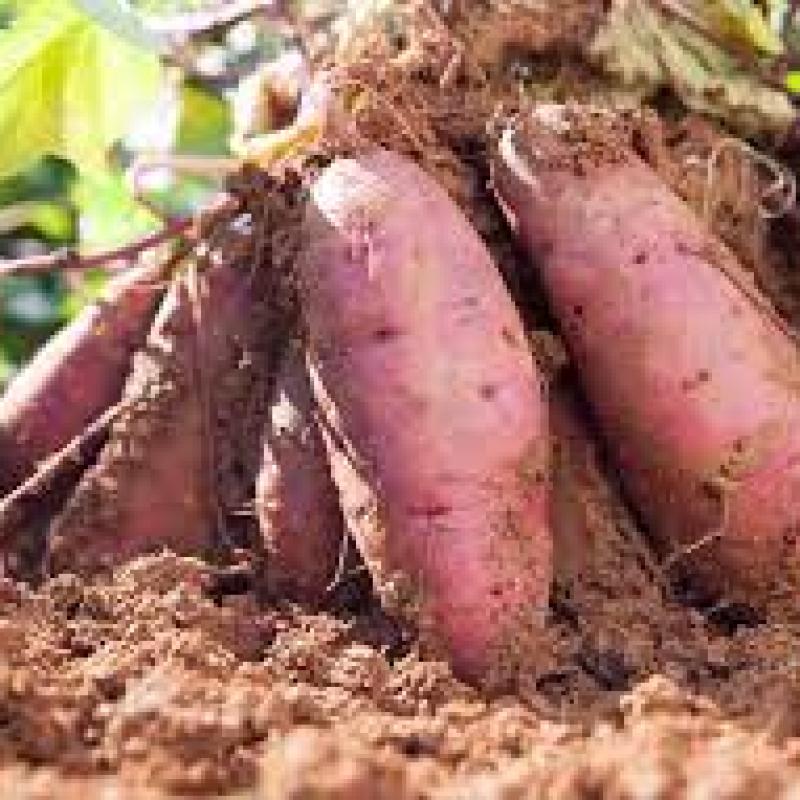 Sweet Potatoes