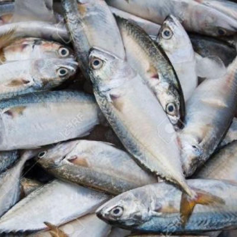 Fresh fish from the sea and fresh fish from freshwater rivers