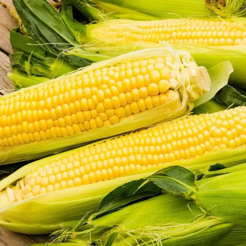 Fresh Corn